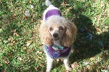 AKC Toy Poodle