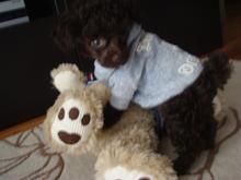AKC Tiny Toy poodle puppy