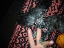 AKC Pocket Poodle