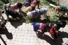 Toy, Tiny Toy, and Teacup Poodles and Yorkies