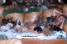 AKC Toy, Tiny Toy, and Teacup Poodles & Yorkies