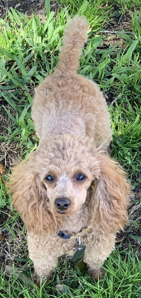 Toy Tiny Toy Teacup and Pocket size AKC Poodle Puppies