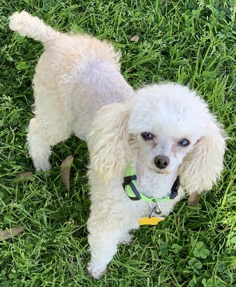 Toy, Tiny Toy, Teacup and Pocket size AKC Poodles