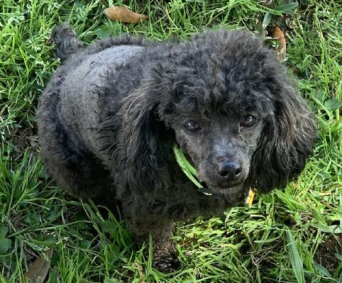 Toy Tiny Toy Teacup and Pocket size AKC Poodle Puppies